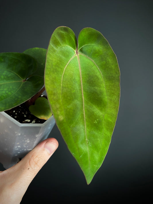 Anthurium (Carlablackiae X Dressleri RG) X (Besseae x Papillilaminum) | 7 cm pot [B]