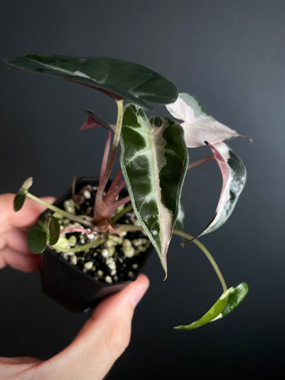 Alocasia Bambino Lava variegated | 5 cm pot