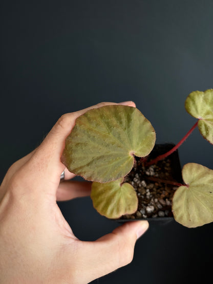 Begonia Ozotothrix | 6 cm pot [B]