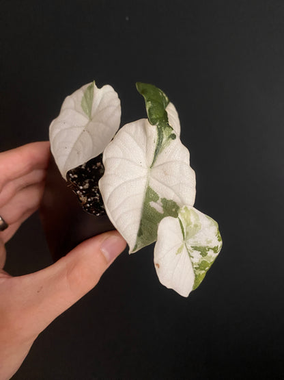 Alocasia Melo Albo variegata | 6 cm pot
