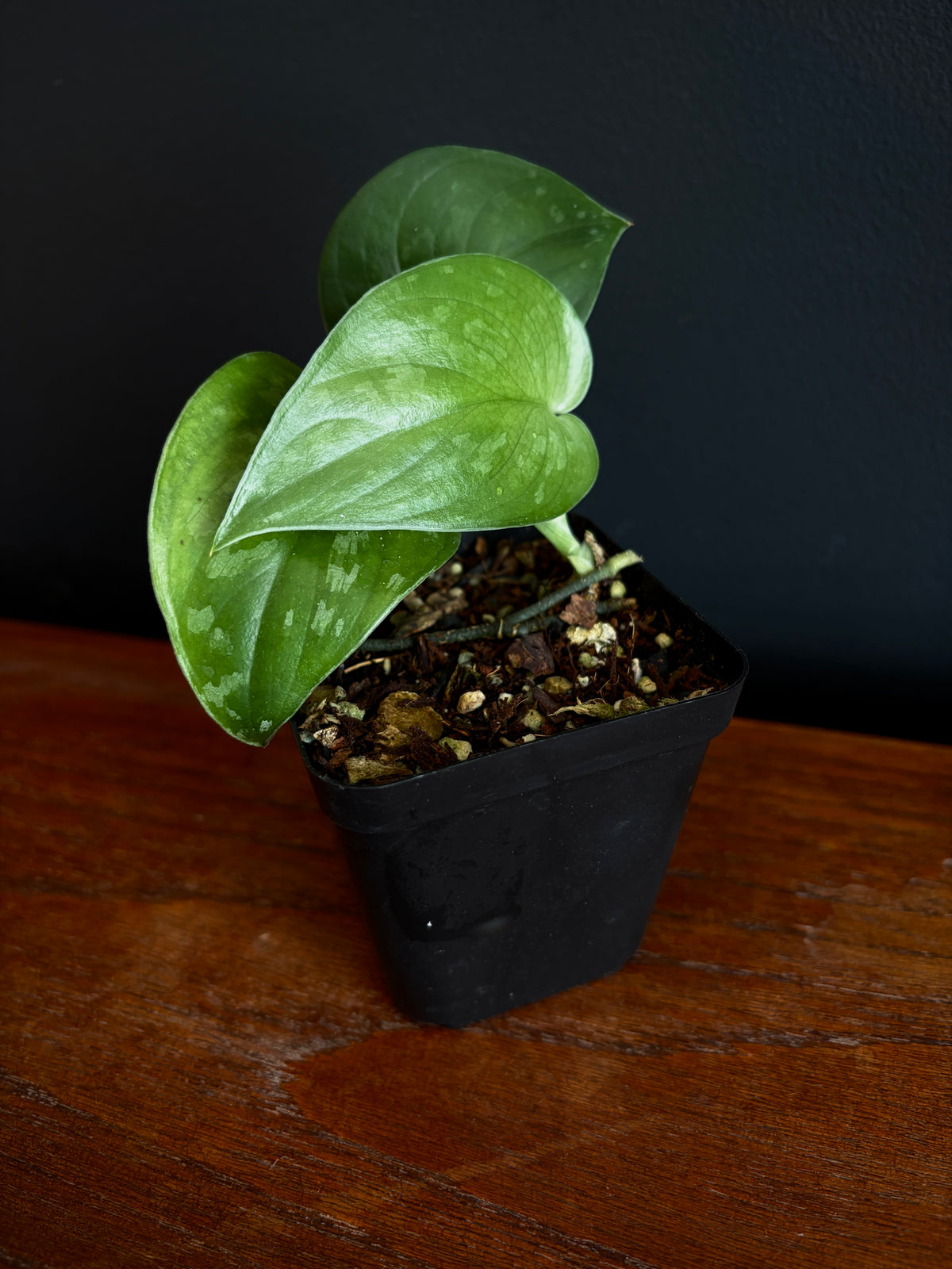 Scindapsus Black Mamba | 7 cm pot