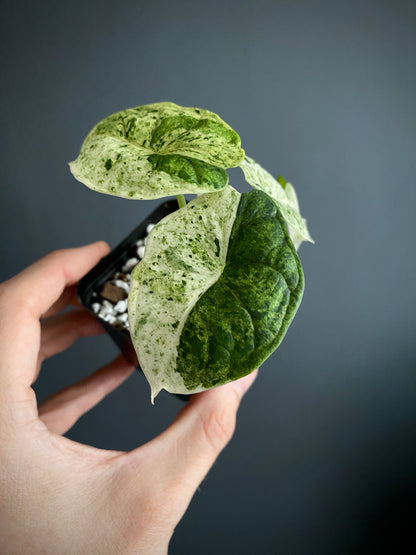 Alocasia Dragonscale Mint variegata | 7 cm pot
