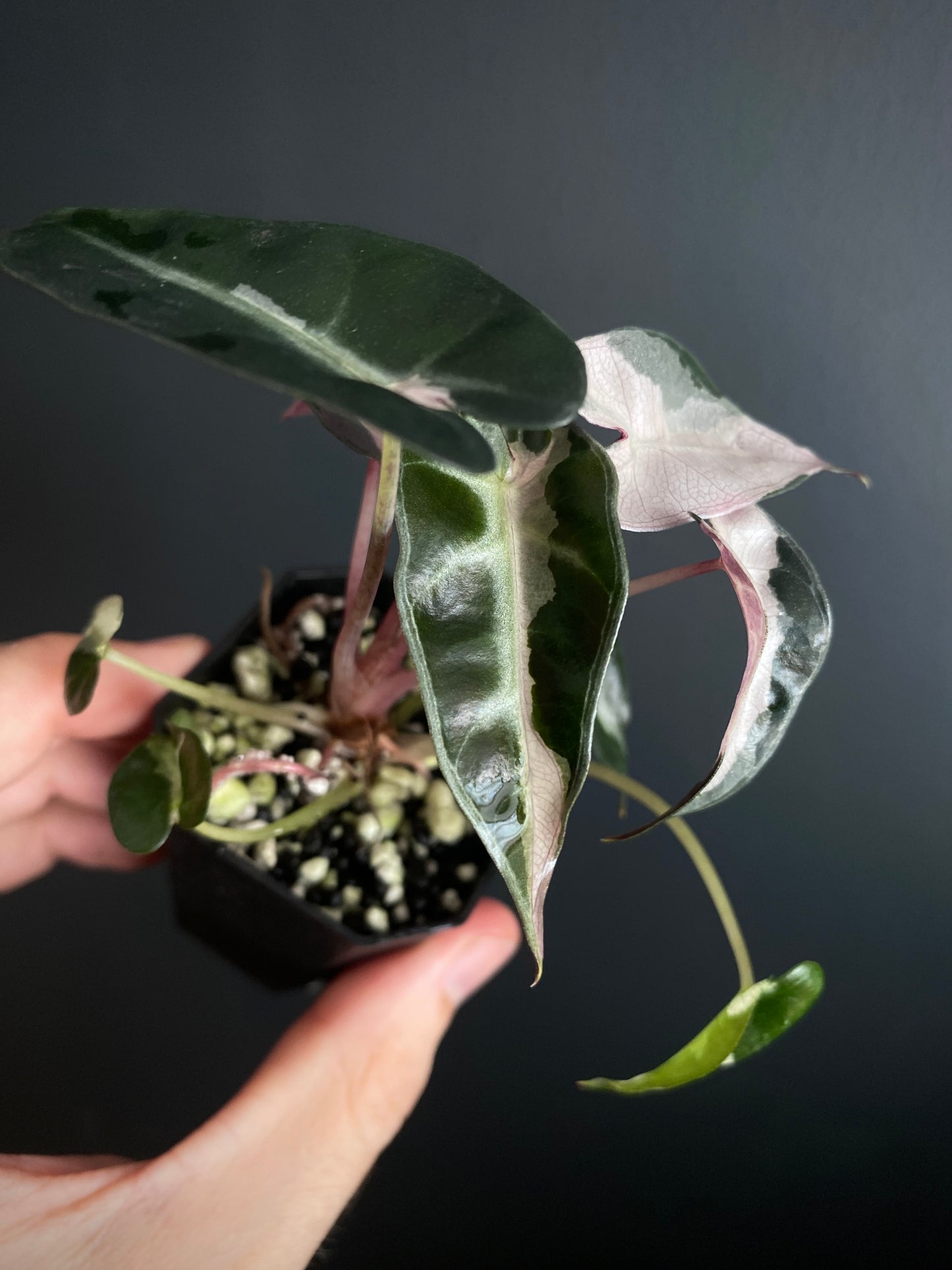 Alocasia Bambino Lava variegated | 5 cm pot