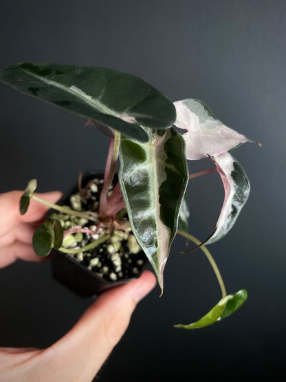 Alocasia Bambino Lava variegated | 5 cm pot