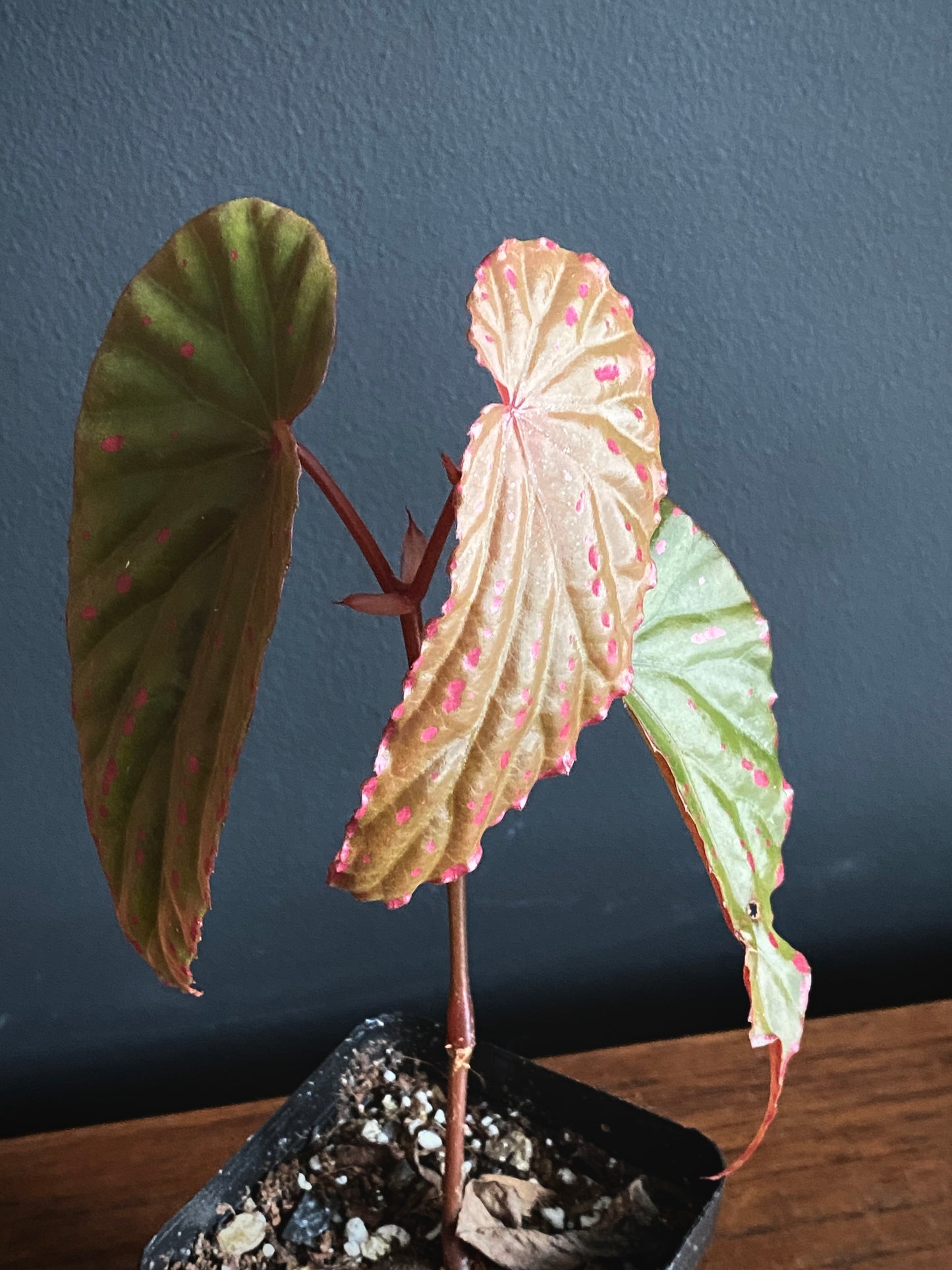 Begonia Negrosensis X Nothobaramensis | 6 cm pot [B]