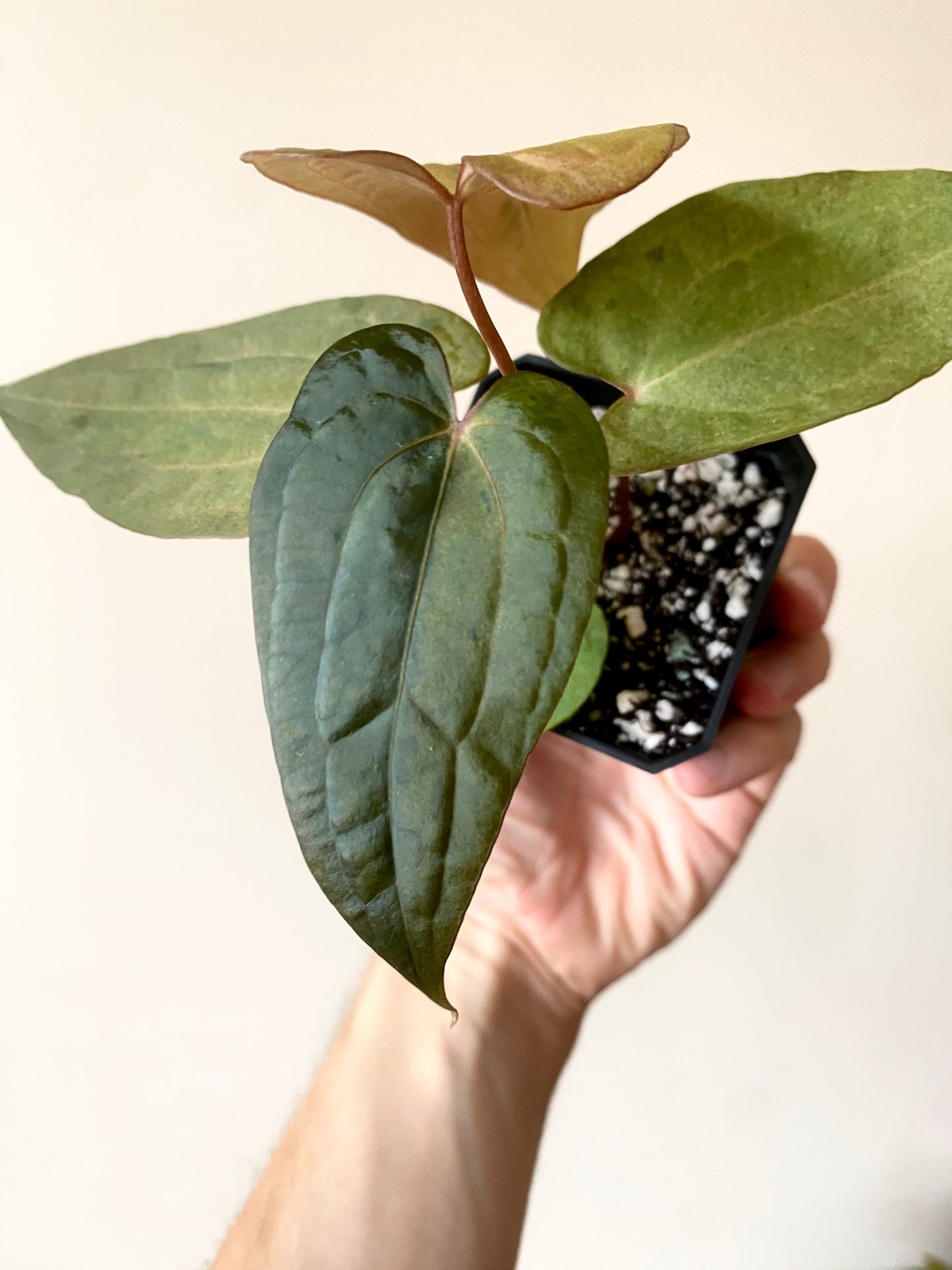 Anthurium RVDP (self) mint variegated | 7 cm pot [super-select]