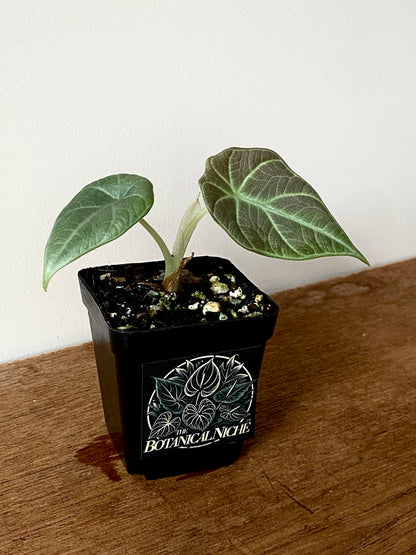 Alocasia Maharani | 7 cm pot