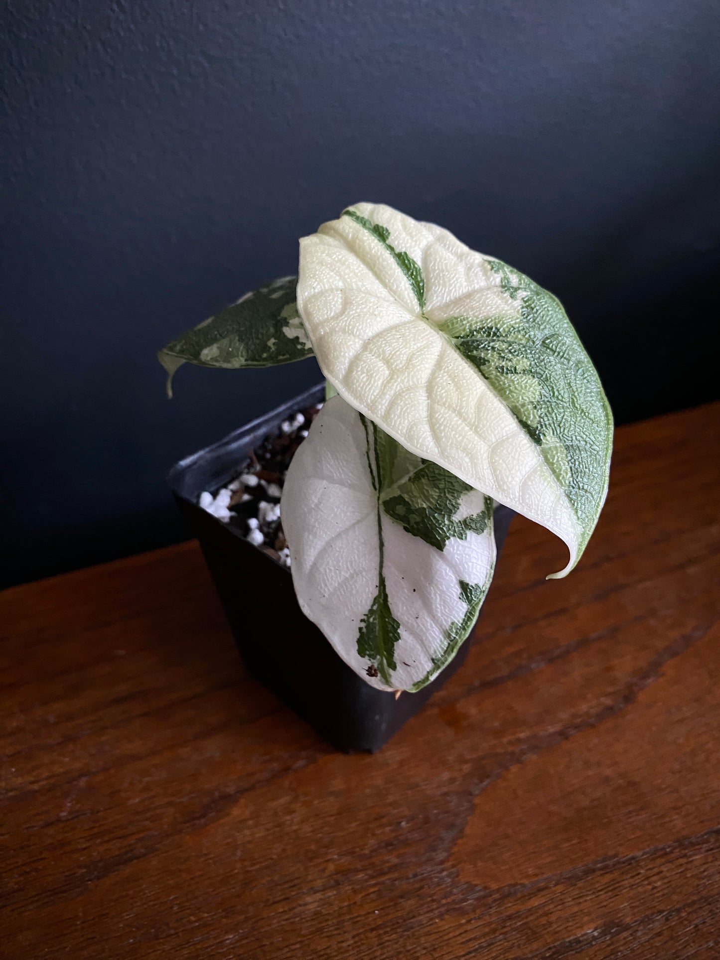 Alocasia Melo Albo variegata | 6 cm pot