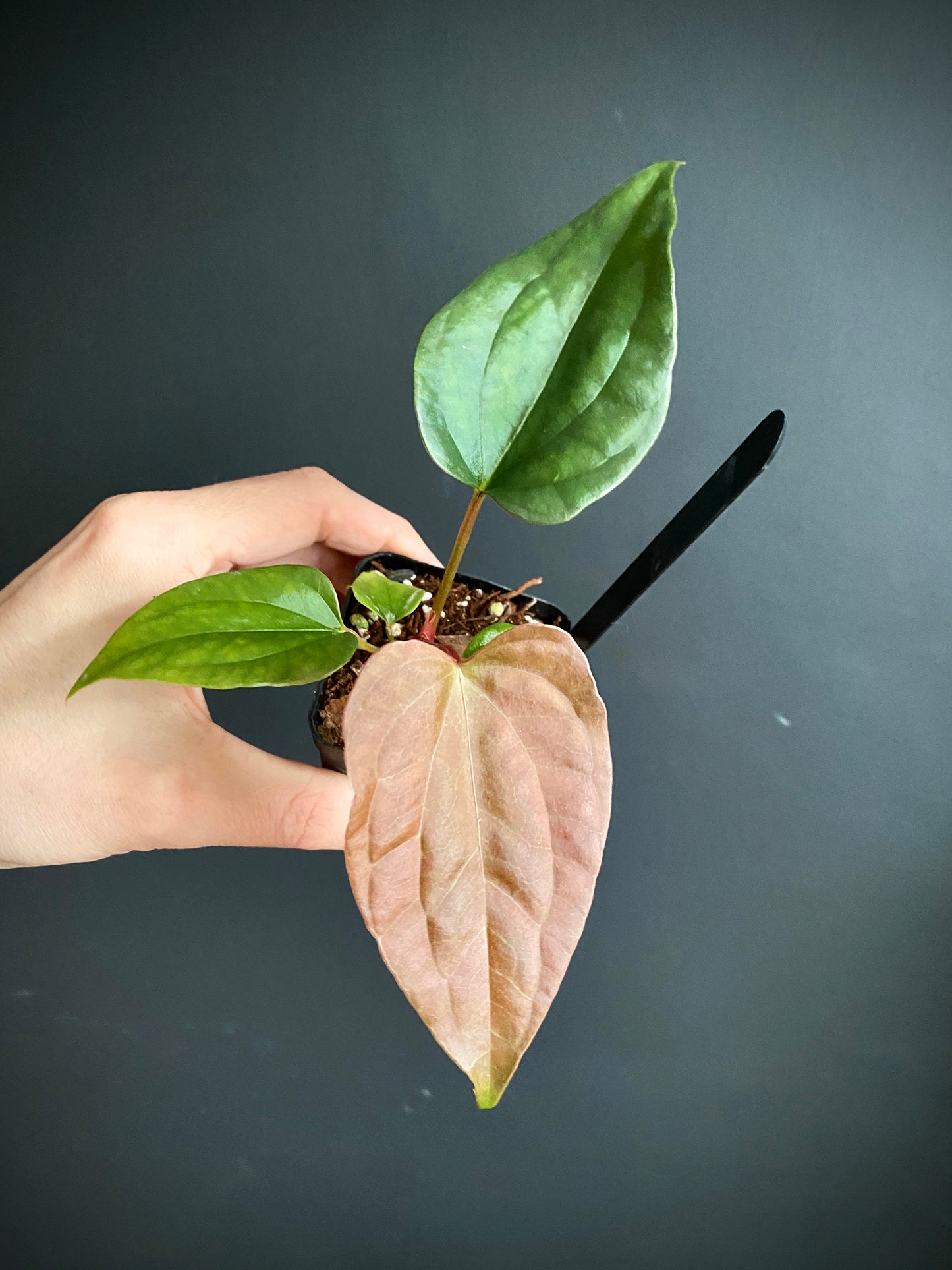 Anthurium Fort Sherman X Luxurians | 6 cm pot