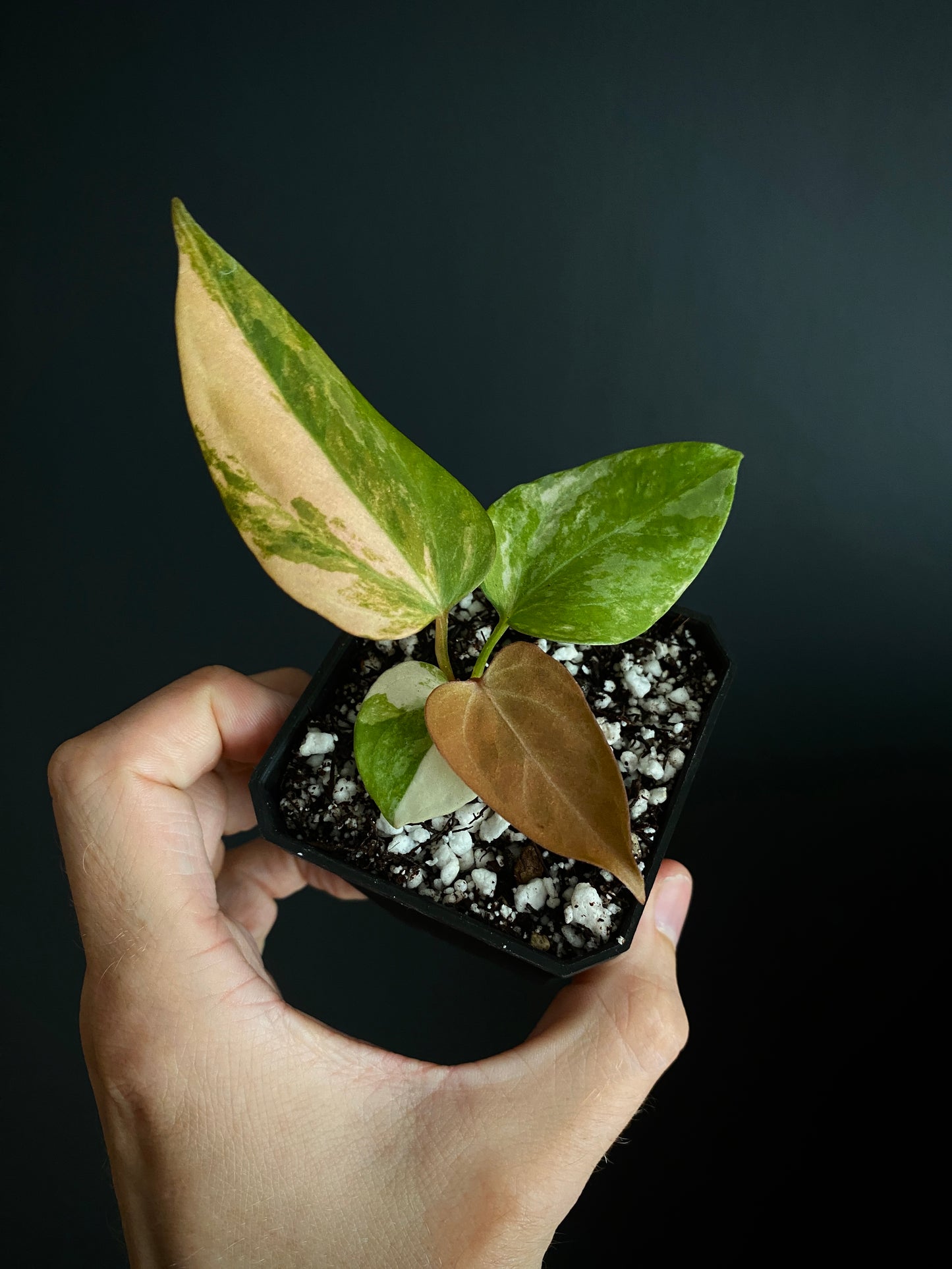 Anthurium Ace of Spaces var X Portillae clone | 7 cm pot [clone A]
