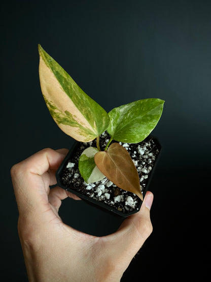 Anthurium Ace of Spaces var X Portillae clone | 7 cm pot [clone A]