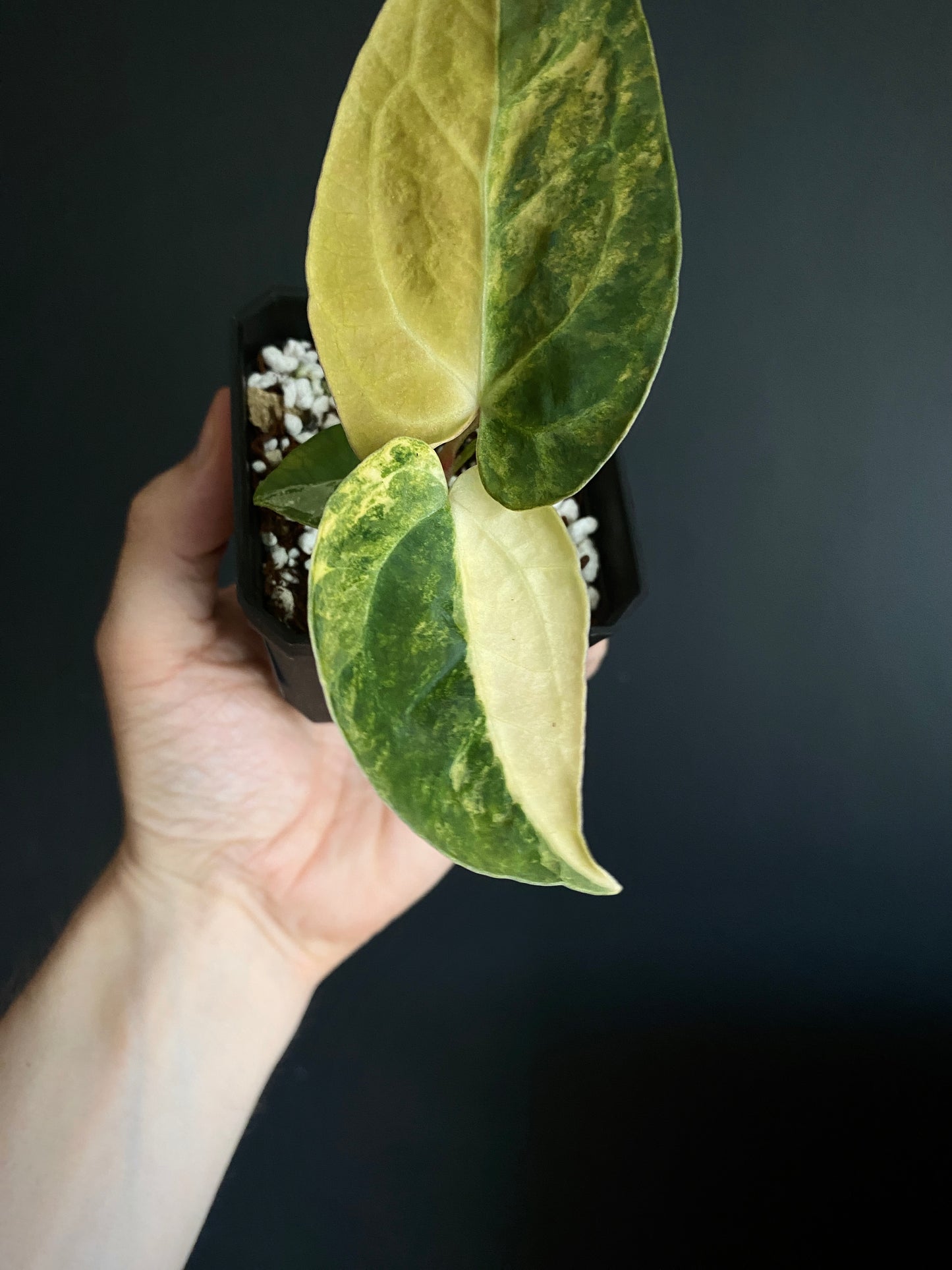 Anthurium Pap.Mag var X AOS (SKG) | 7 cm pot