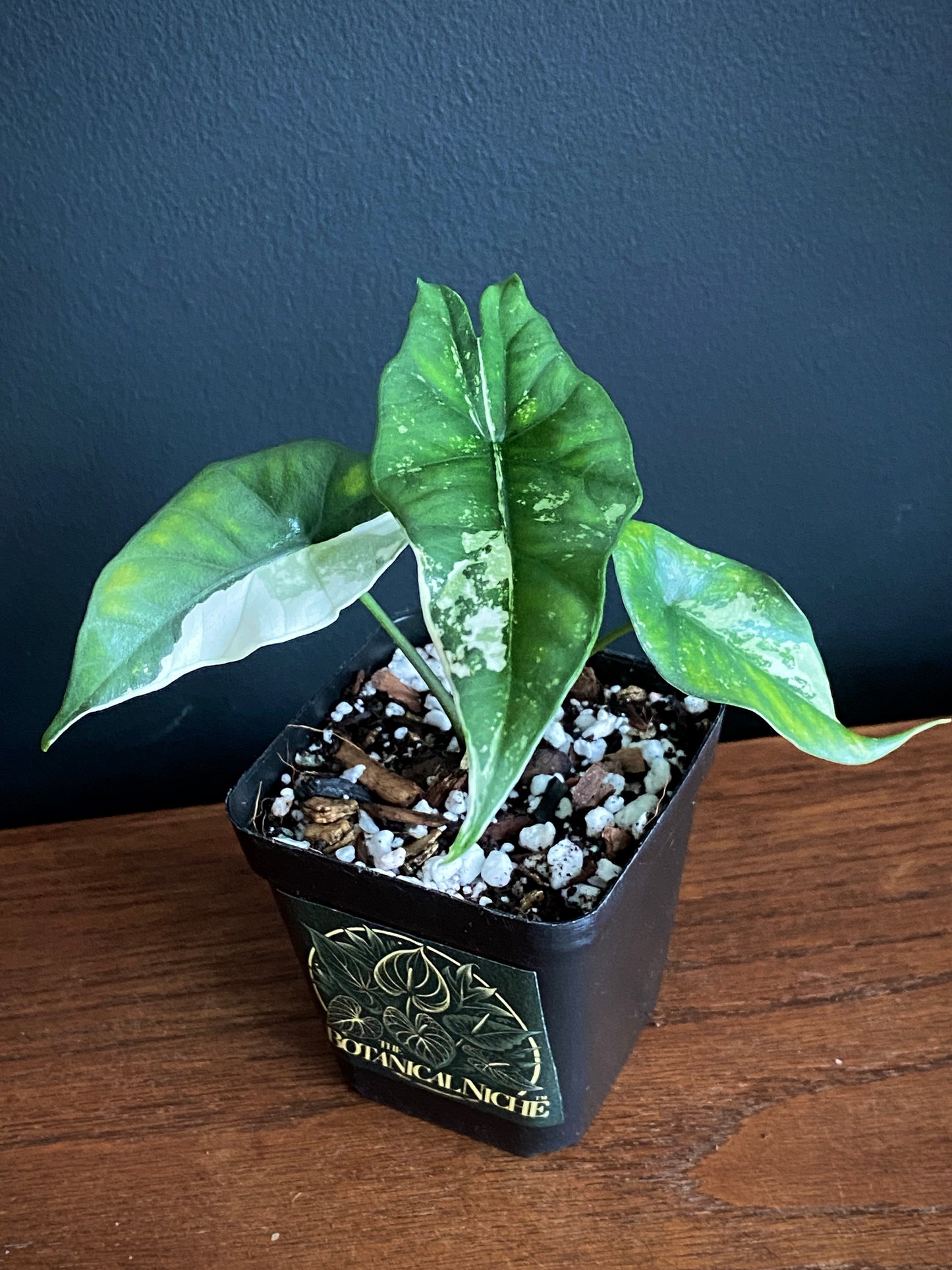 Alocasia Simpo Albo variegata | 7 cm pot (A)