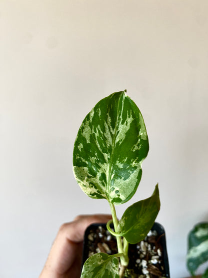 Monstera Deliciosa Bulbasaur | 6 cm pot [C]
