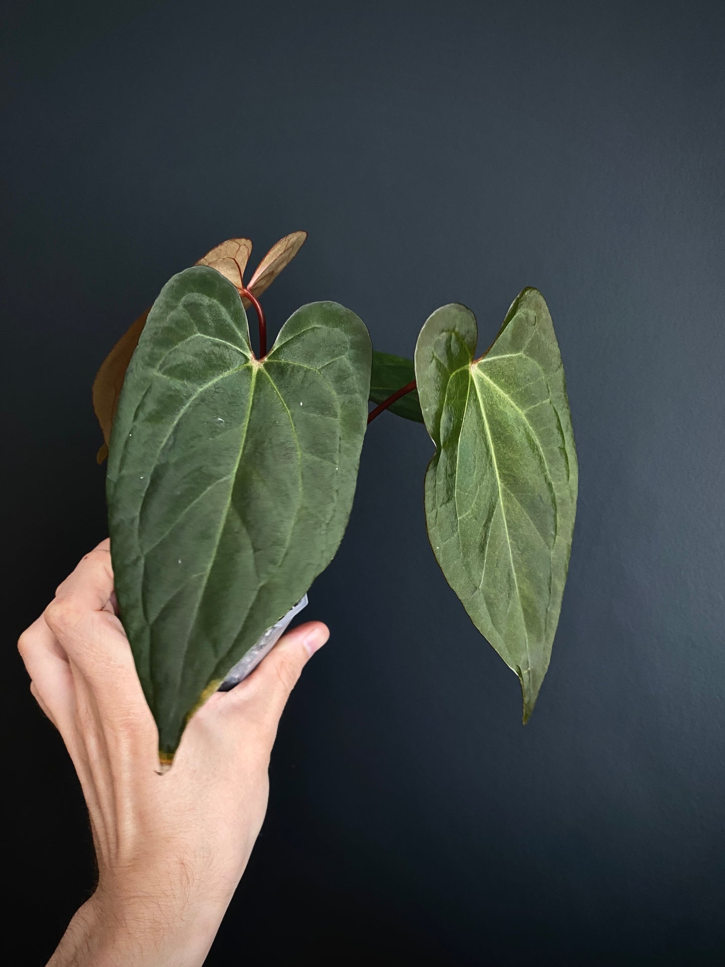 Anthurium Pap var X RVDP mint variegated | 7 cm pot