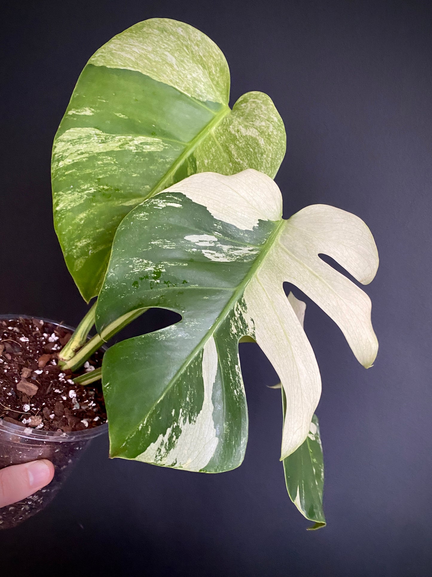 Monstera Jungle Mint/NoID | 12 cm pot