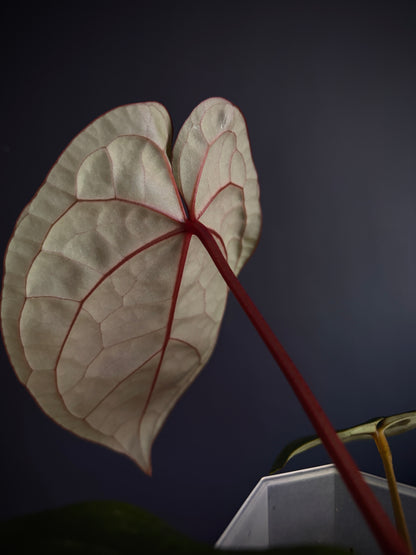 Anthurium DB Red Crystallinum X Luxurians | 9 cm pot