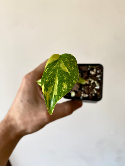 Monstera Deliciosa Electrolyte | 6 cm pot [A]