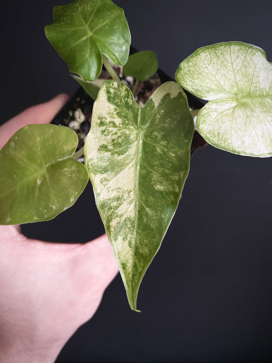 Alocasia Gageana Albo variegated | 7 cm pot