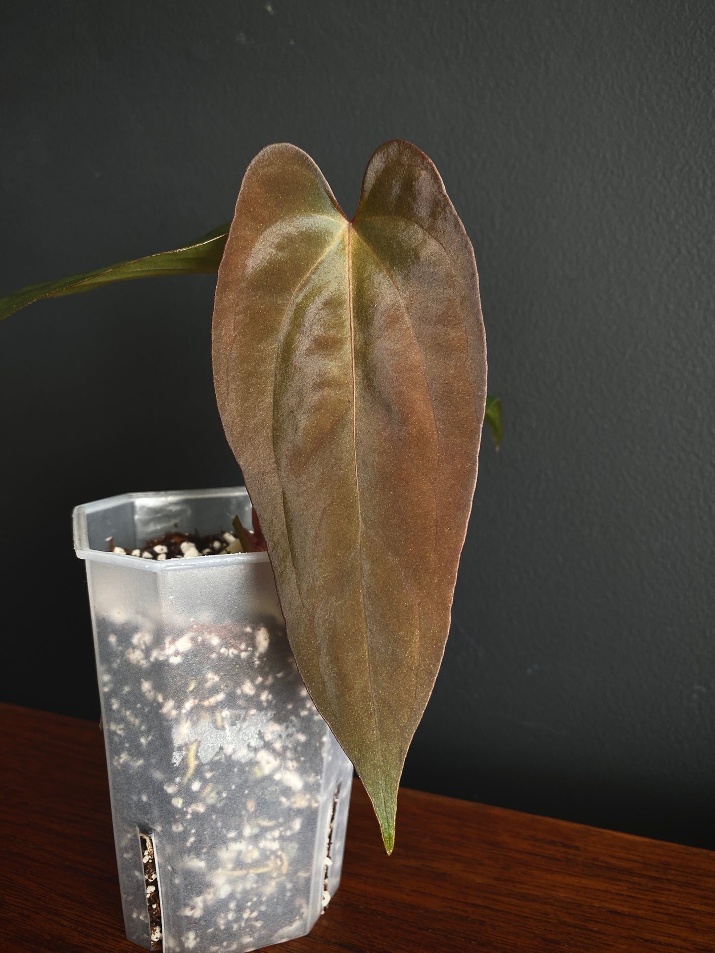 Anthurium Golden Eagle X BVEP (R.FxF) | 7 cm pot