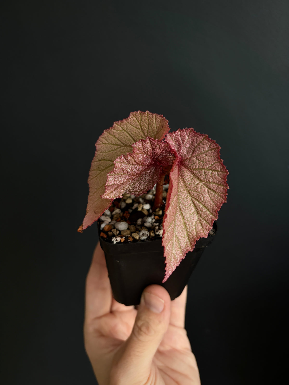 Begonia Sinbad | 6 cm pot [B]