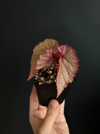 Begonia Sinbad | 6 cm pot [B]