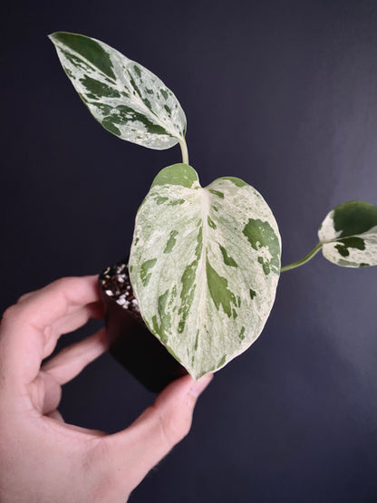 Monstera Bulbasaur | 7 cm pot
