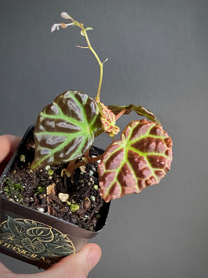 Begonia Dracopelta X Sarawak | 6 cm pot [A]