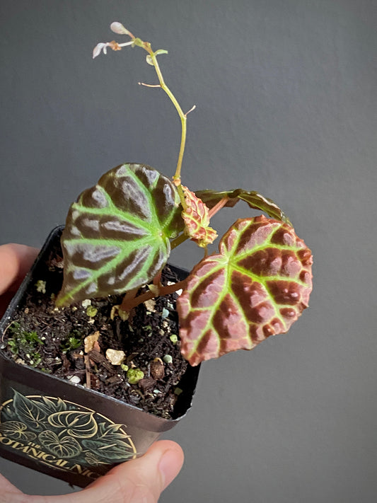 Begonia Dracopelta X Sarawak | 6 cm pot [A]