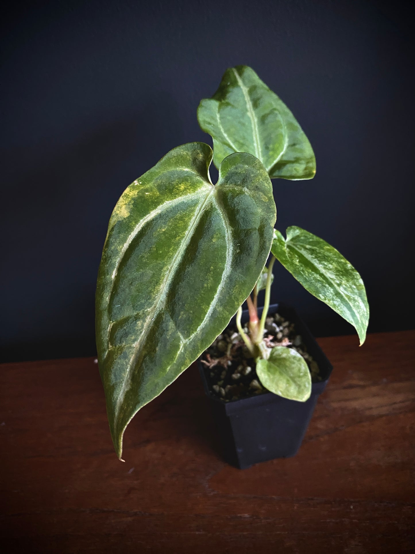 Anthurium Papillilaminum Hb variegated X Forgetii | 7 cm pot