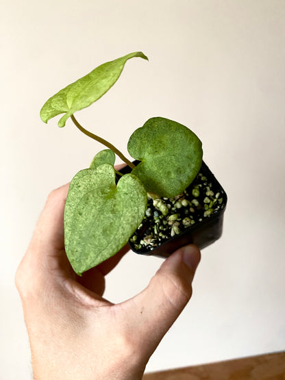 Anthurium Dark Phoenix mint variegated | 6 cm pot [B]