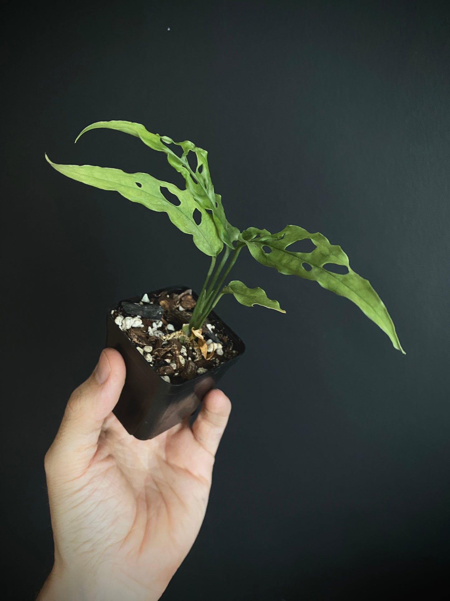 Monstera Obliqua Peru | 6 cm pot