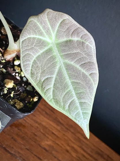 Alocasia Maharani | 7 cm pot
