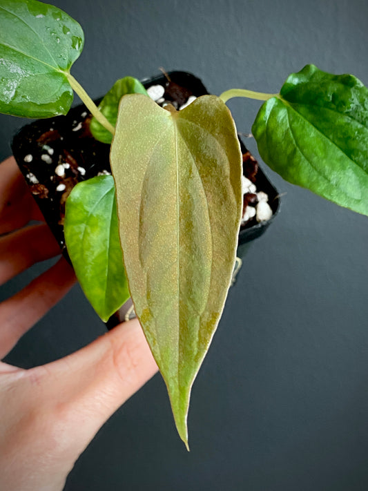 Anthurium Papillaminum Fort Sherman | 7 cm pot