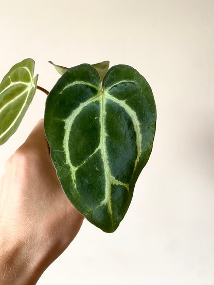 Anthurium Carlablackiae | 7 cm pot