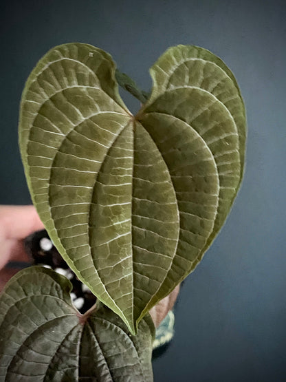 Dioscoria Discolor | 7 cm pot