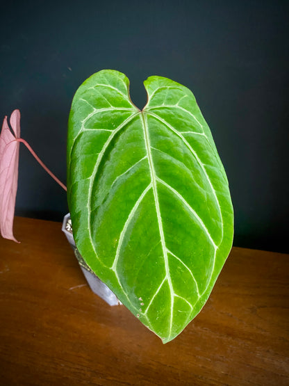 Anthurium Besseae X Magnificum | 9 cm pot