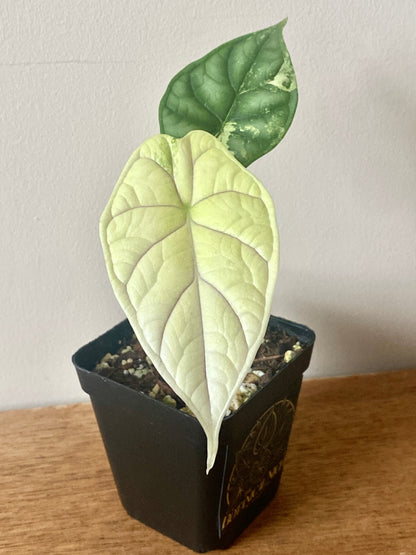 Alocasia Dragonscale Albo variegata | 7 cm pot (C)