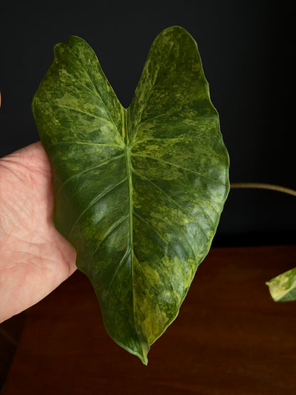 Alocasia Calidora aurea X Infernalis variegated hybrid (Mature) | 9 cm pot