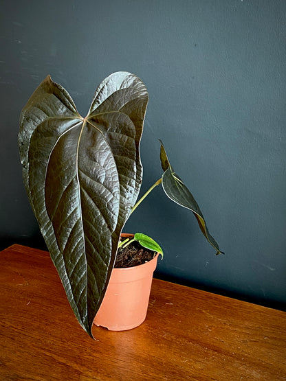 Anthurium Queen of Hearts | 12 cm pot (A)
