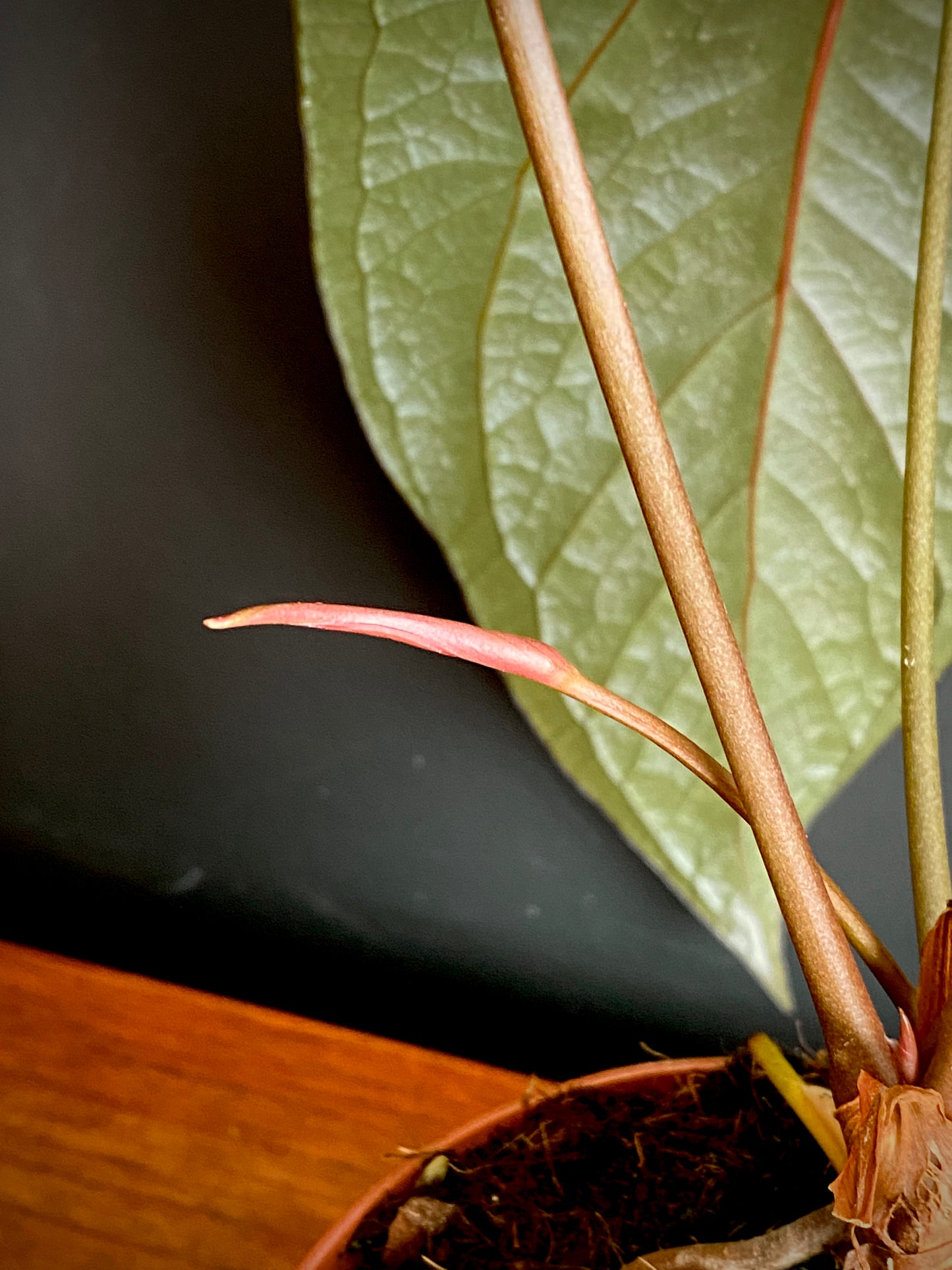 Anthurium Queen of Hearts | 12 cm pot (B)