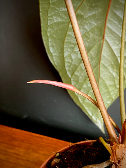 Anthurium Queen of Hearts | 12 cm pot (B)