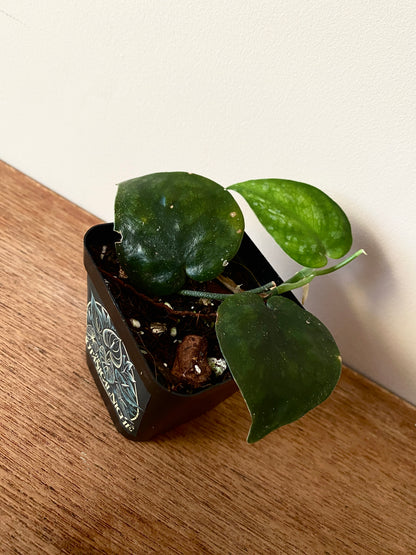 Scindapsus Black Mamba | 7 cm pot