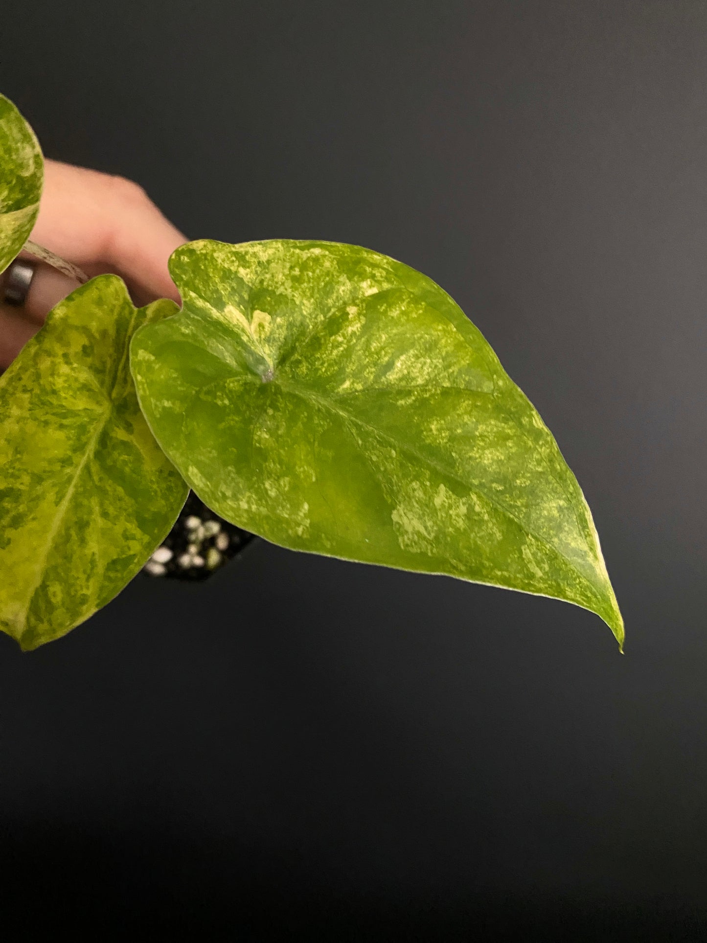 Alocasia Calidora aurea X Infernalis variegated hybrid | 5 cm pot