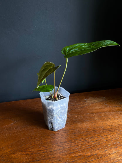 Anthurium Subsignatum (velvety) X Carlablackiae | 7 cm pot [B]