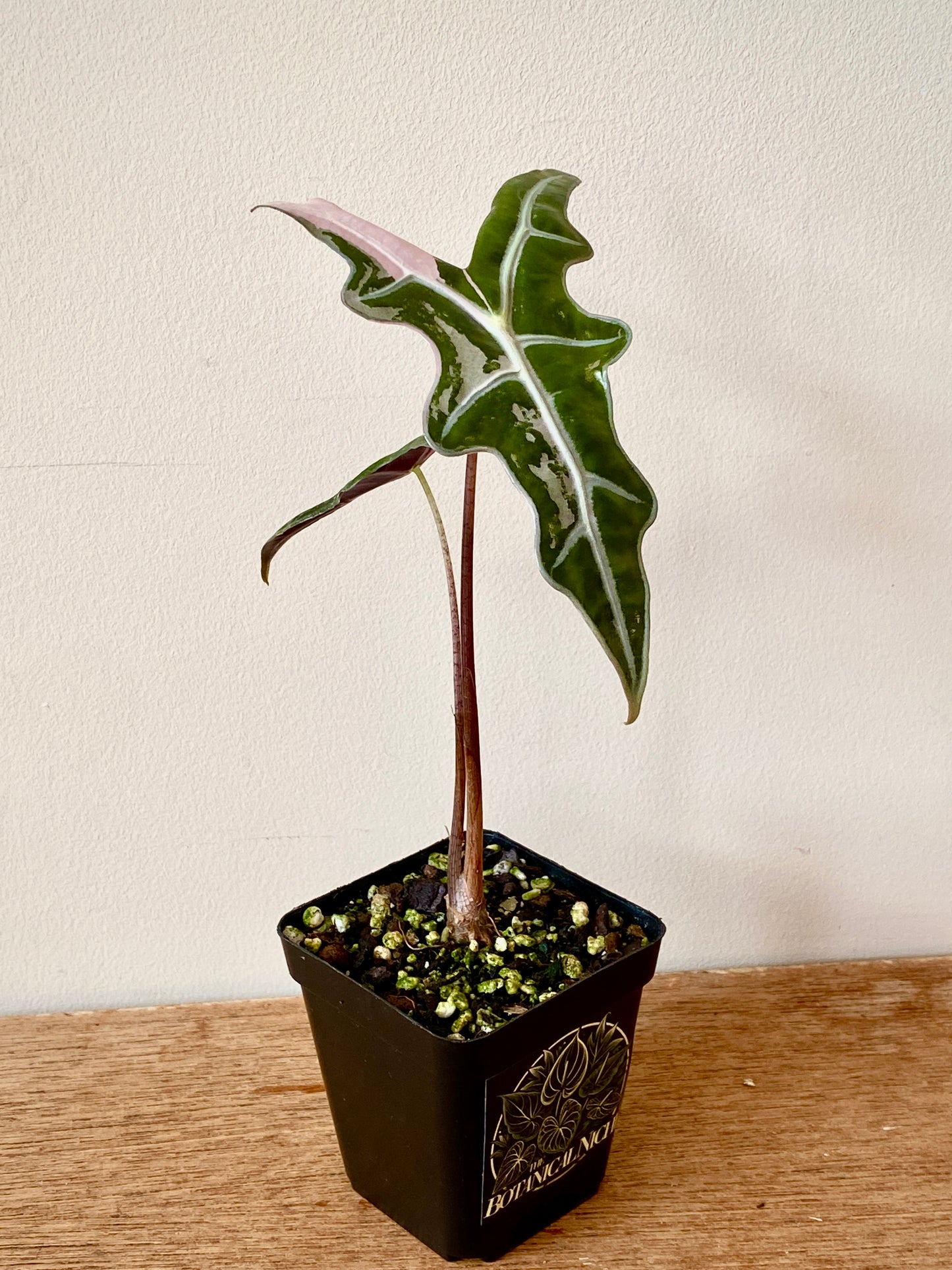 Alocasia Nobilis Pink variegata | 7 cm pot