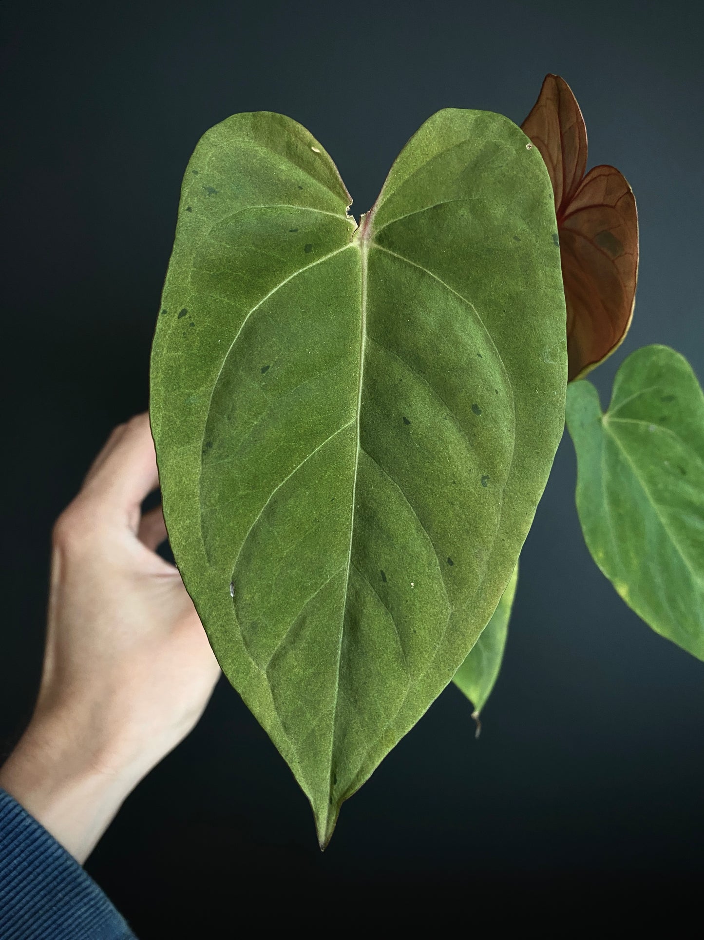 Anthurium Blue Papillilaminum hybrid mint variegated | 7 cm pot