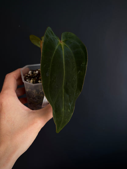 Anthurium (DressCarla x BVEP) X (Carlablackiae x Papillilaminum) | 7 cm pot [B]