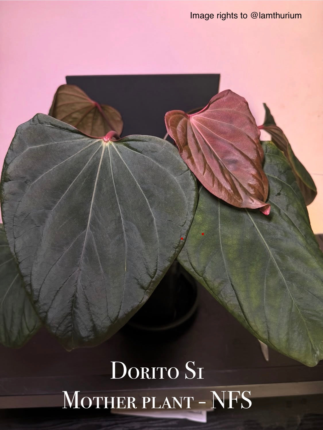 Anthurium Portillae 'Dorito' S2 | 7 cm pot [B]