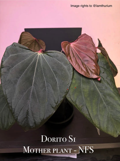 Anthurium Portillae 'Dorito' S2 | 7 cm pot [B]